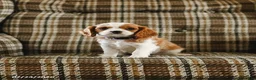 Cavalier King Charles Spaniel dogs for sale: Dora - Ad 2