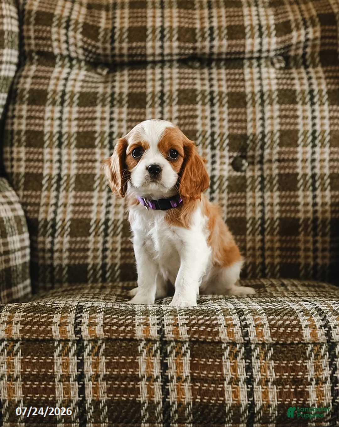 Cavalier King Charles Spaniel dogs for sale: Dora - Ad 2