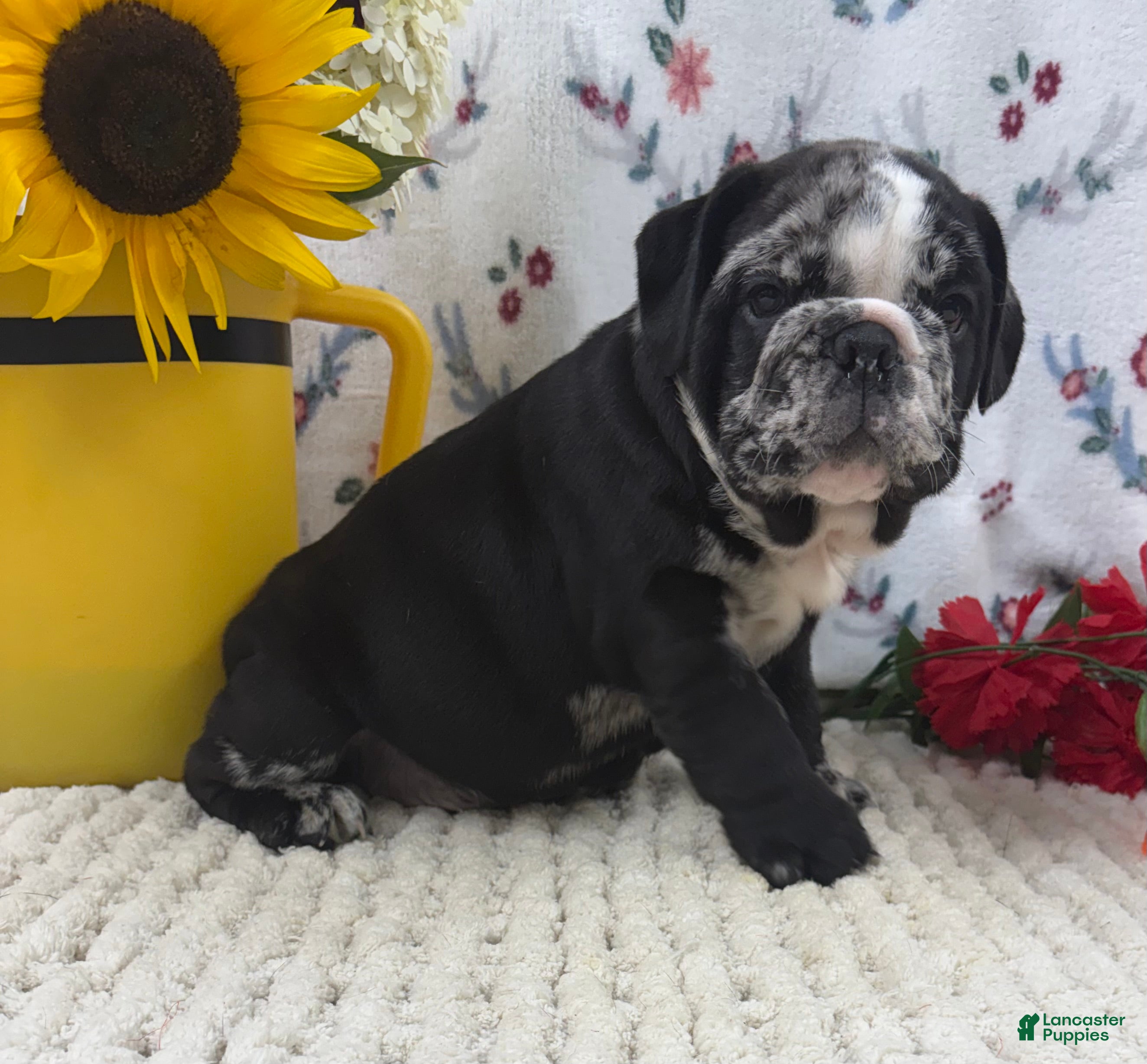 English Bulldog dogs Rocket - Ad 2