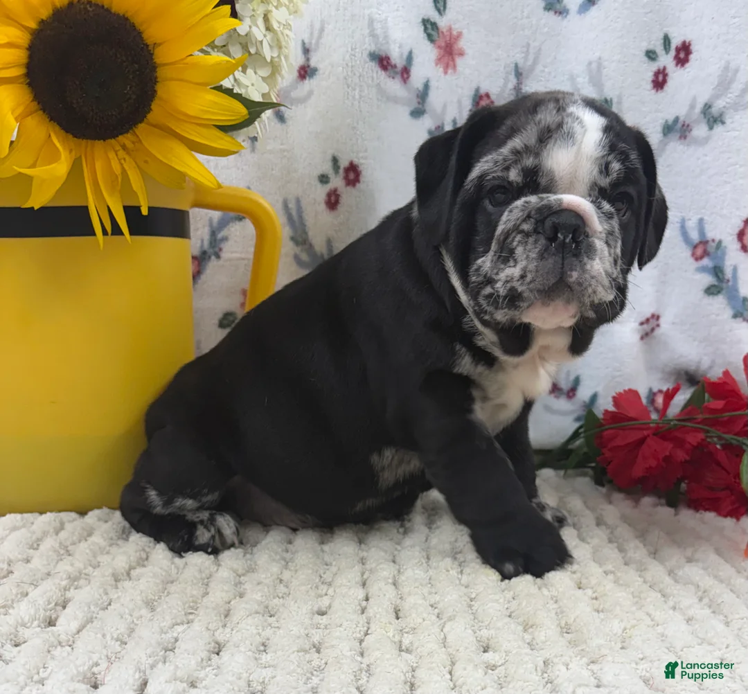 English Bulldog dogs for sale: Rocket - Ad 2