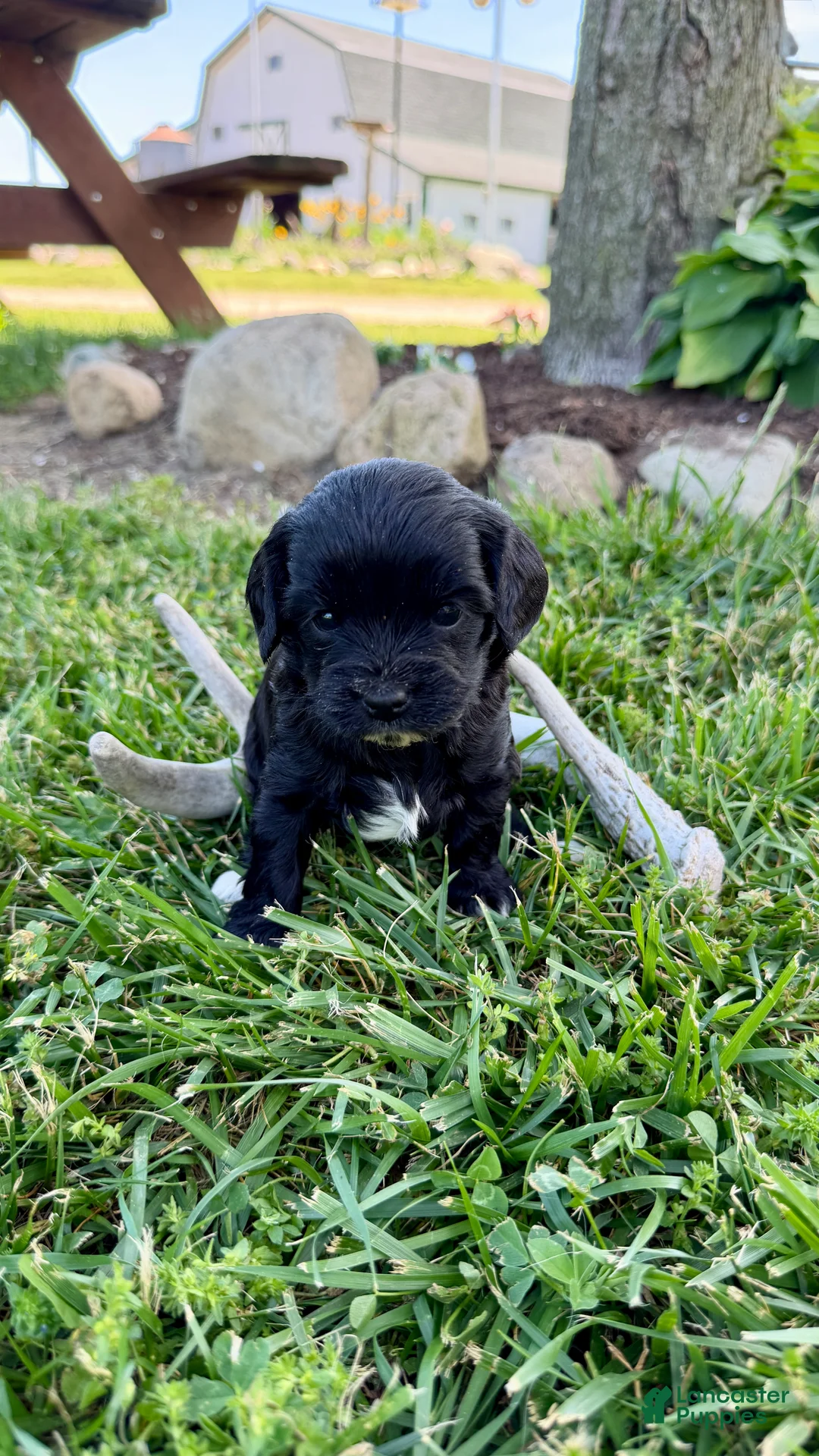 Cavapoo dogs for sale: Tippy - Ad 2