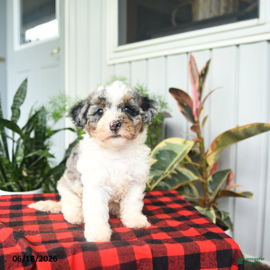 Mini Bernedoodle dogs Classy - Ad 2