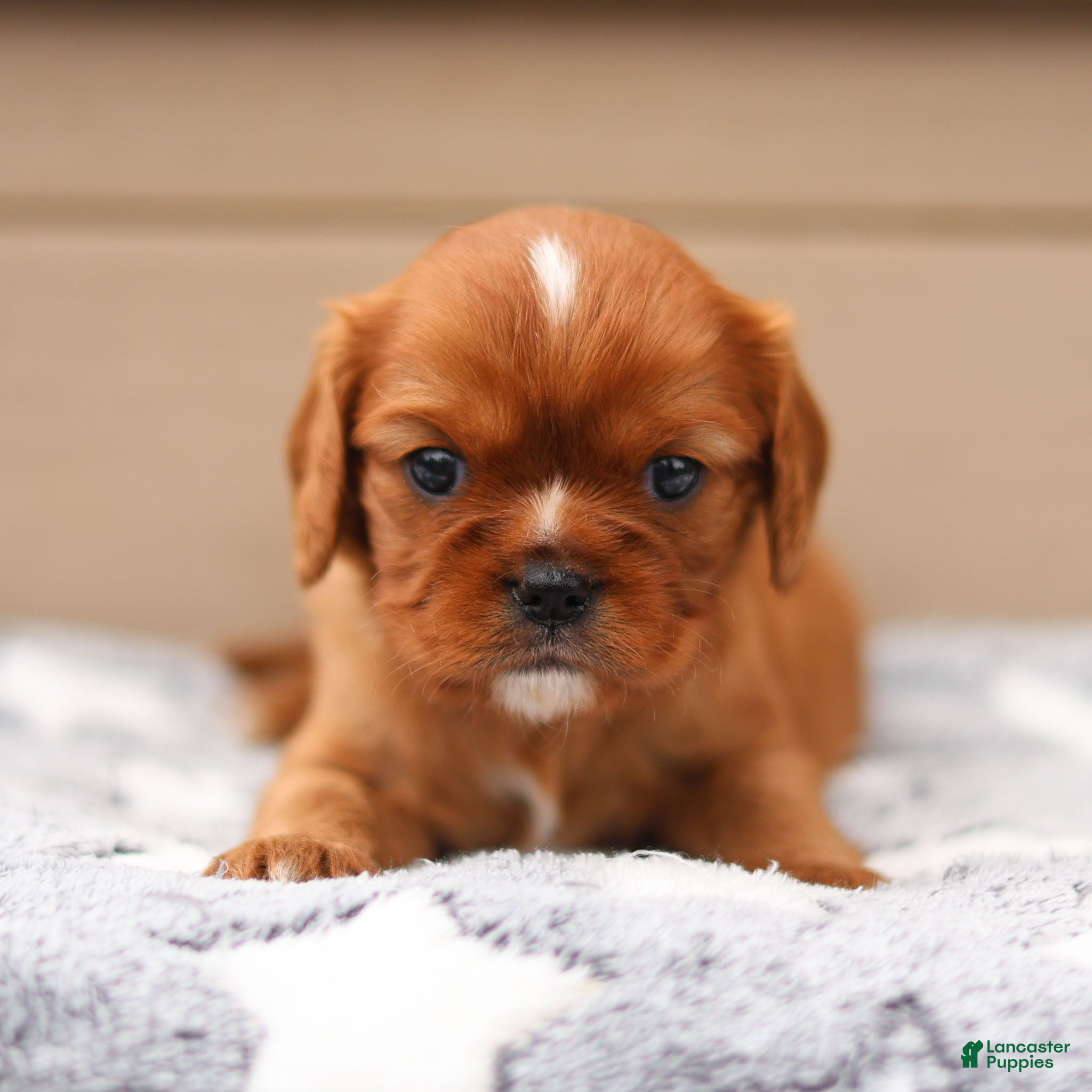 Cavalier King Charles Spaniel dogs Dallas Cavalier King Charles Spaniel  - Ad 1