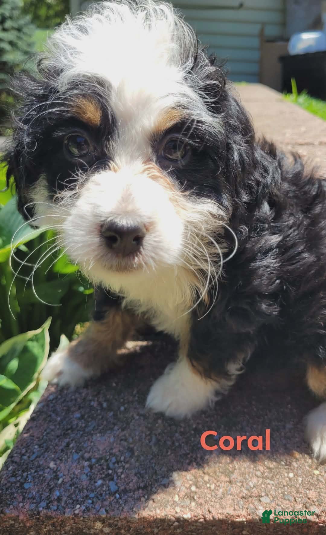 Mini Bernedoodle dogs Coral - Ad 1