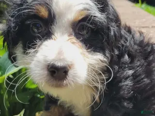 Mini Bernedoodle dogs for sale: Coral - Ad 1