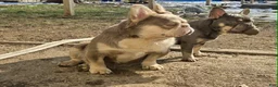French Bulldog dogs for sale: French Bulldog Puppy 1 - Ad 3