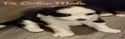Mixed Breed dogs for sale: Mixed Breed 7 - Ad 1