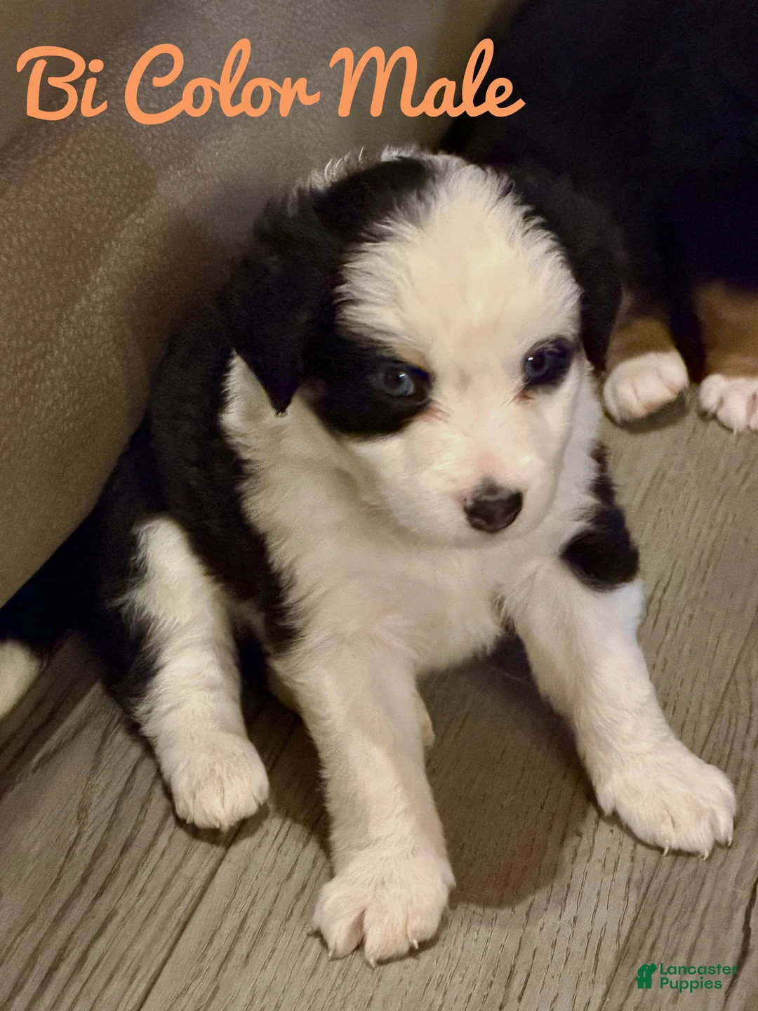 Mixed Breed dogs for sale: Mixed Breed 7 - Ad 1