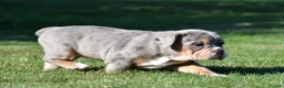 Beabull dogs for sale: Jasmine - Ad 5