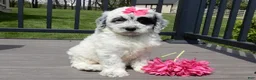 Sheepadoodle dogs for sale: Brooke-MEDIUM - Ad 3