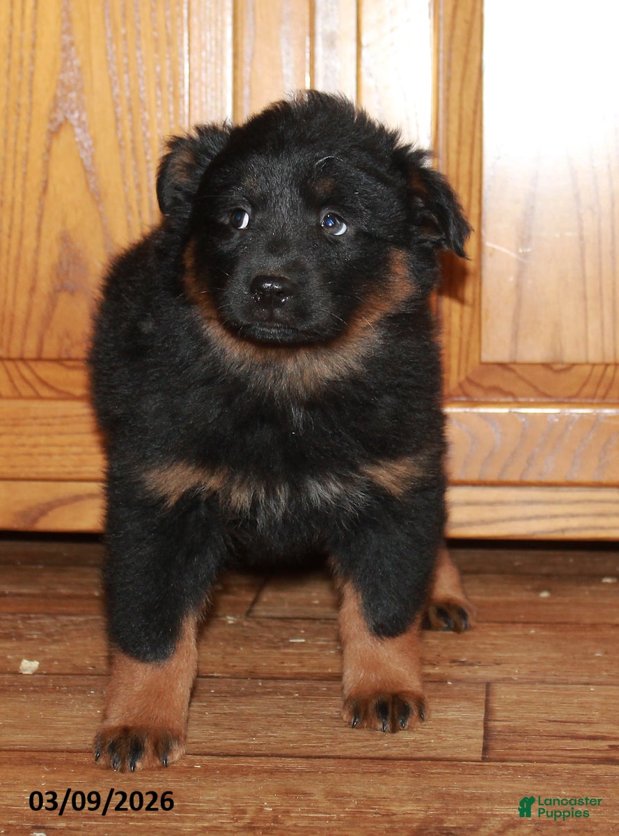 Mixed Breed dogs Midnight - Ad 2