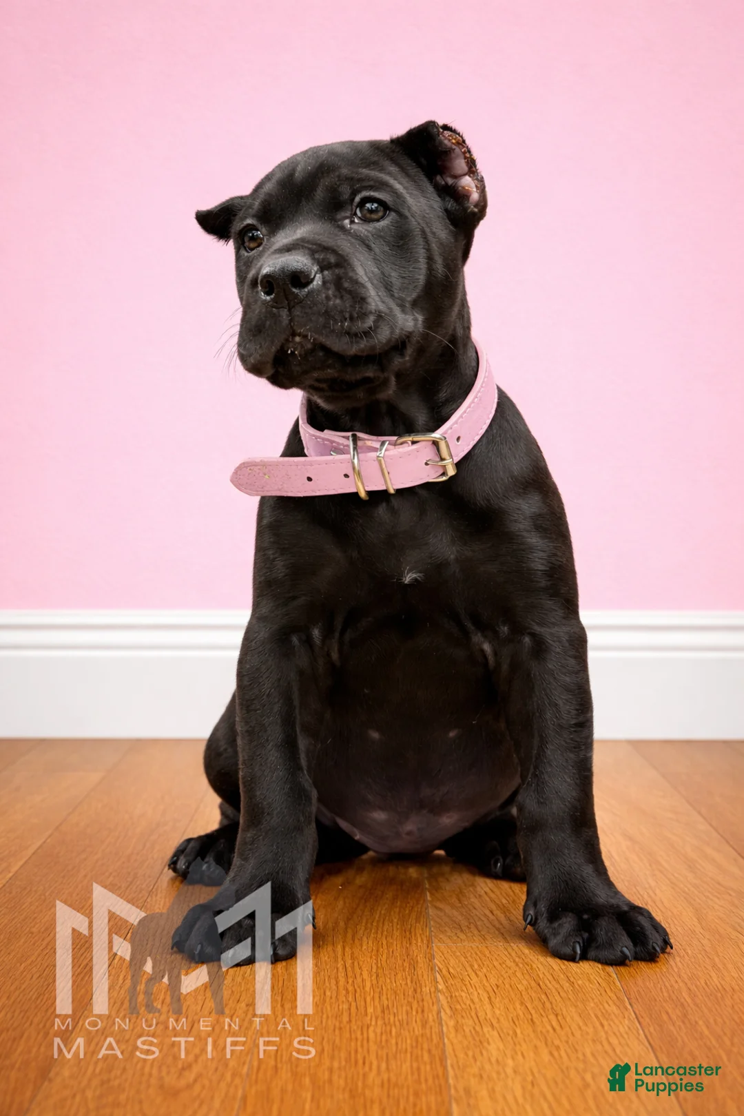 Mixed Breed dogs for sale: Light Pink Collar - Ad 1