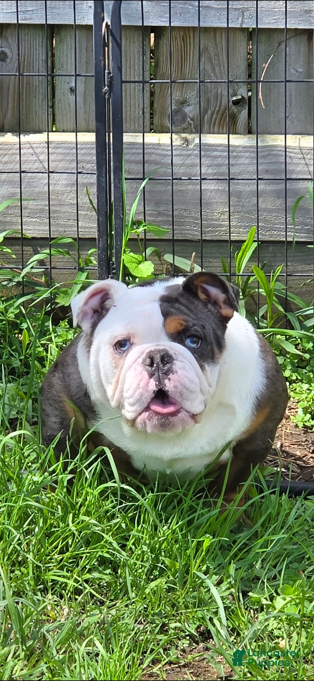 English Bulldog dogs for sale: Roxie - Ad 1