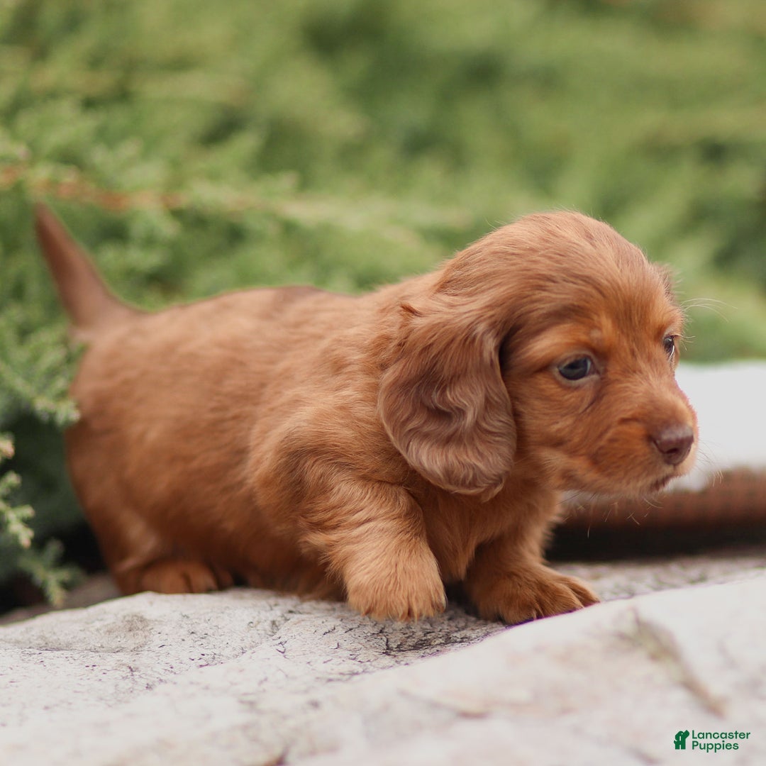 Dachshund dogs for sale: Hannah - Ad 6