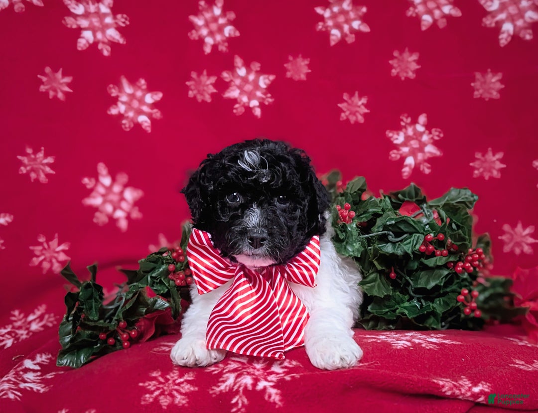 Mini Bernedoodle dogs for sale: Andre Hypoallergenic Ready for Christmas - Ad 5