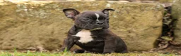 Frenchton dogs for sale: BUDDY - Ad 8