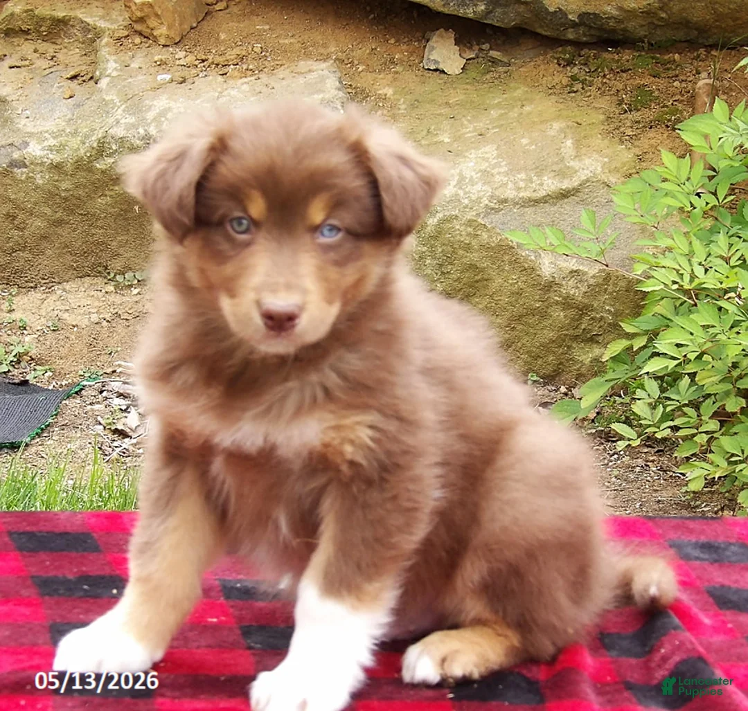 Australian Shepherd dogs for sale: Rusty - Ad 1