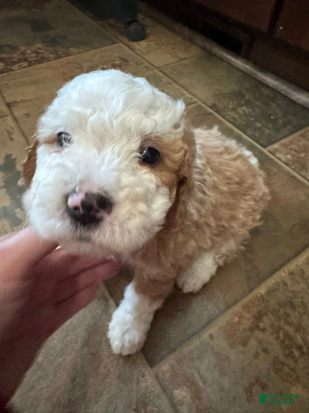 Bernedoodle dogs for sale: mini Bernedoodle Puppy 5 dark green - Ad 1