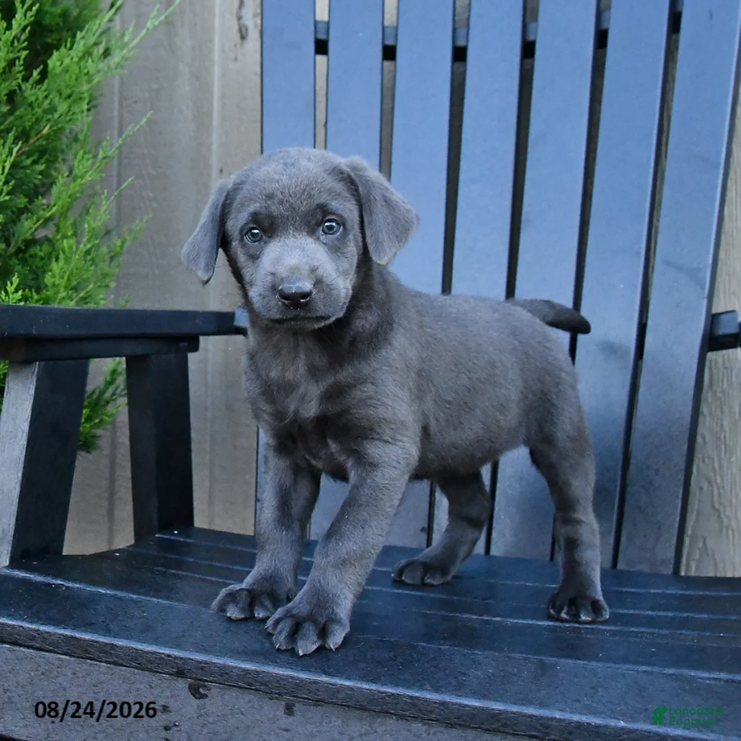 Labrador Retriever dogs for sale: Haven - Ad 5