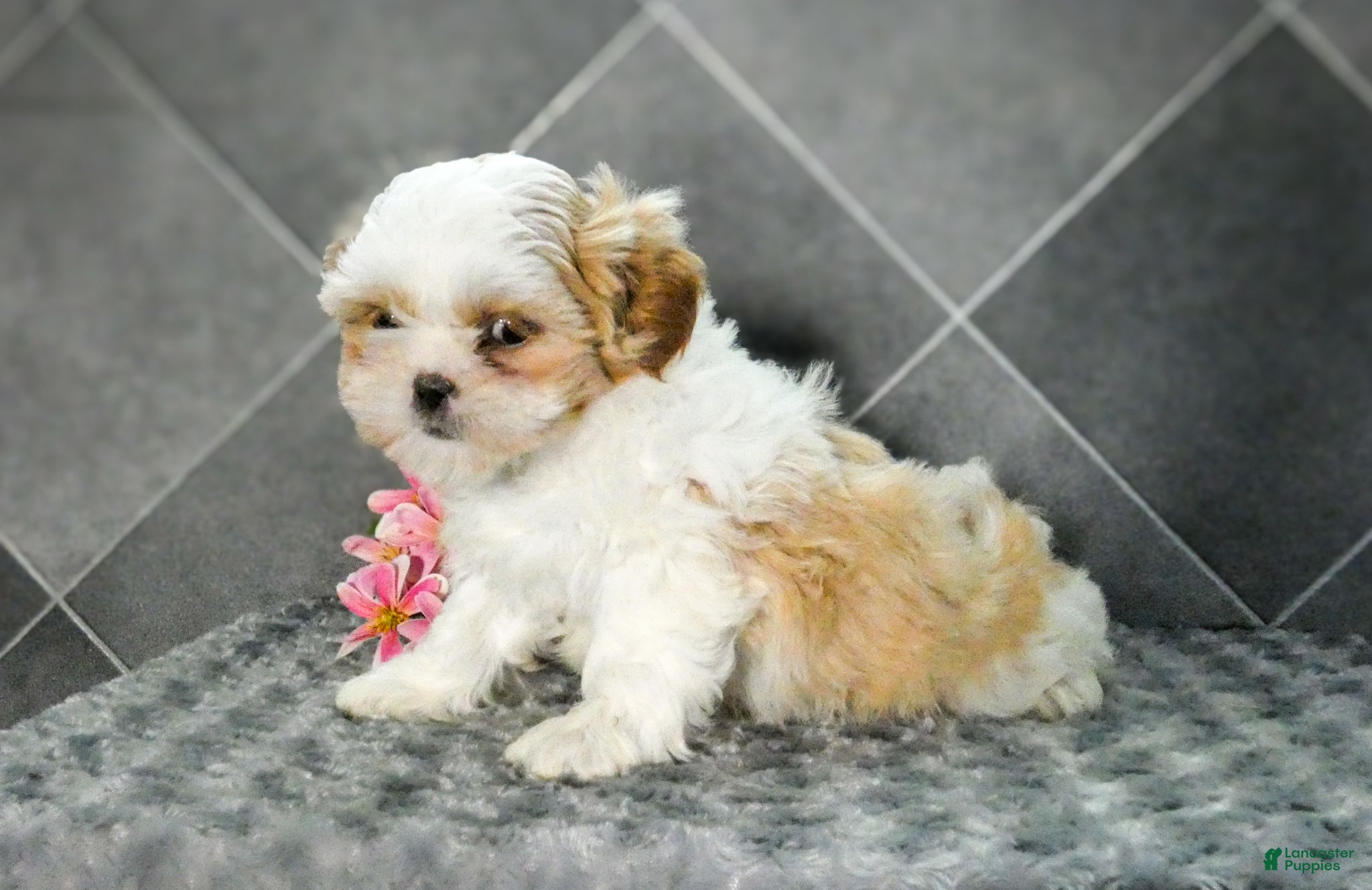 Shih Tzu dogs Lily - Ad 3