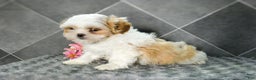 Shih Tzu dogs for sale: Lily - Ad 1