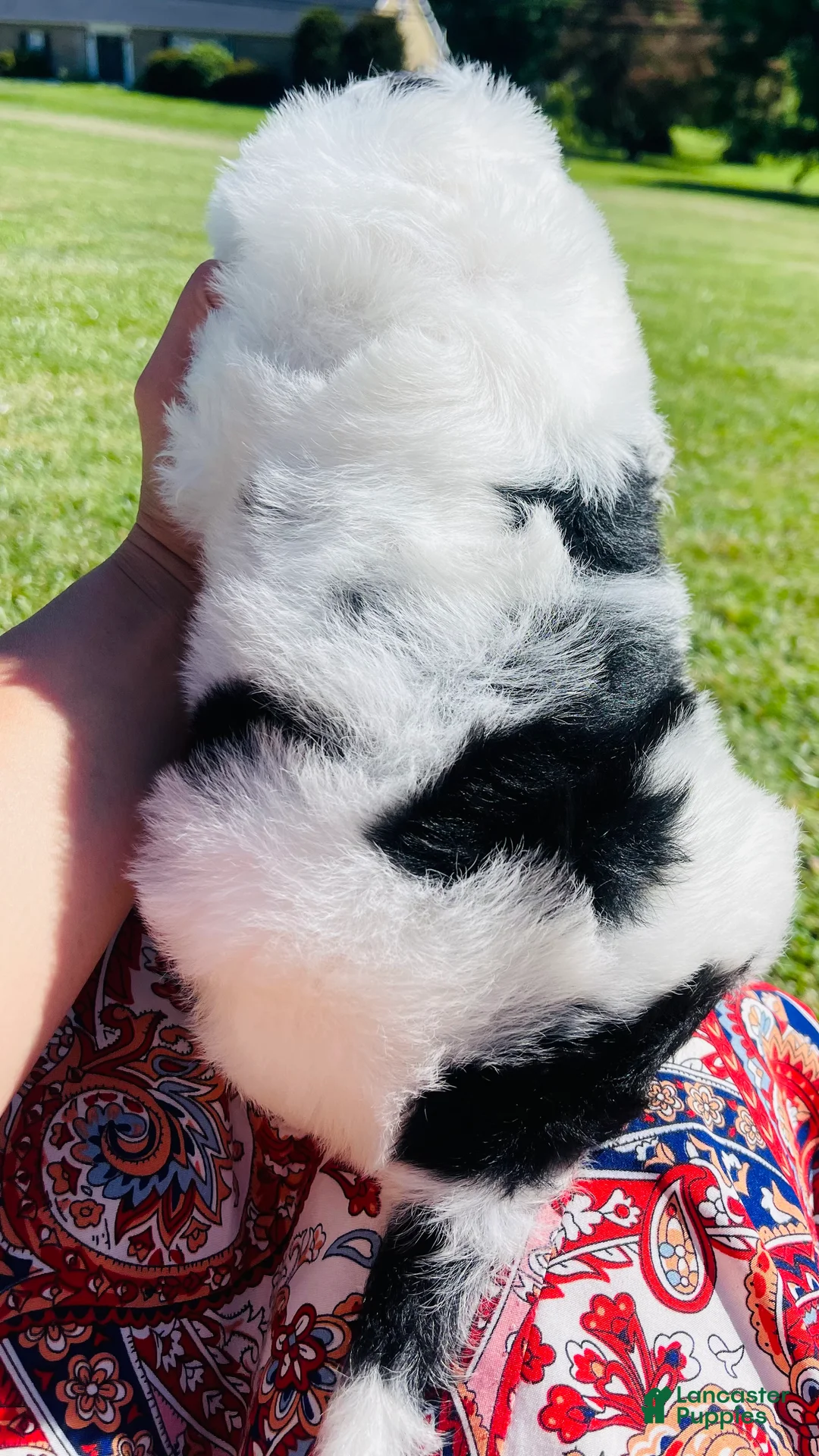 Sheepadoodle dogs for sale: Lily  - Ad 2