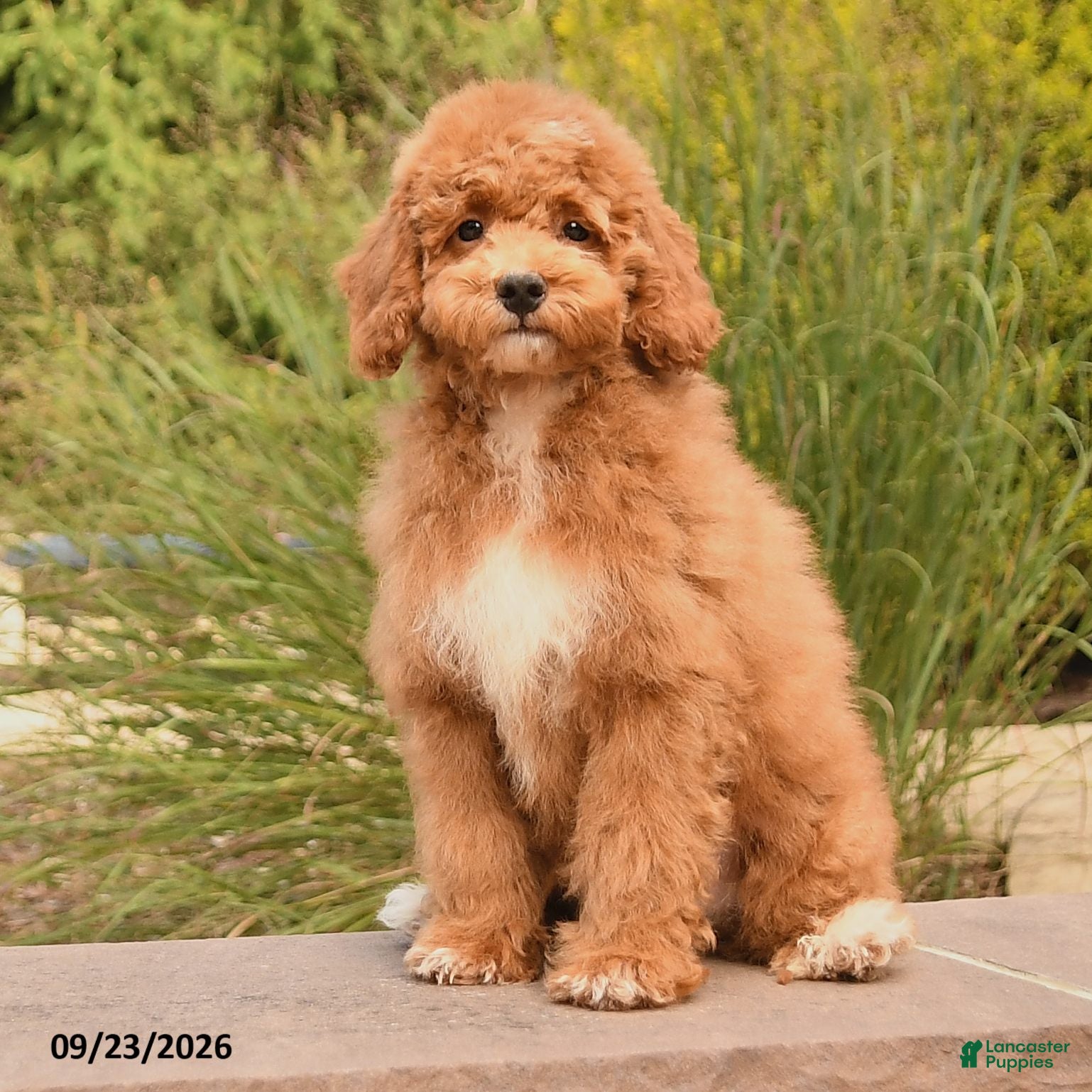 Oran, Cockapoo