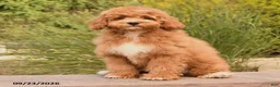 Cockapoo dogs for sale: Oran - Ad 1