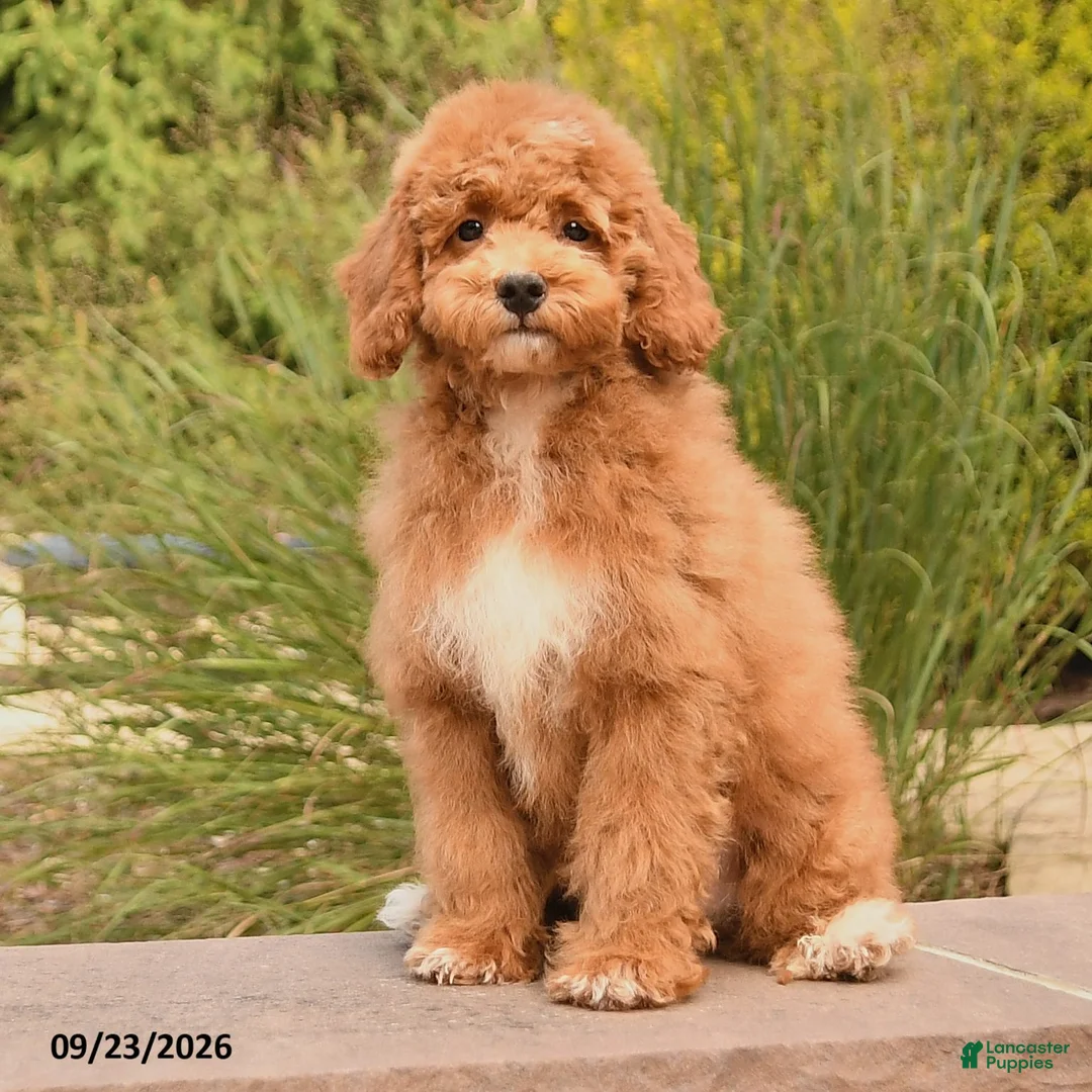 Cockapoo dogs for sale: Oran - Ad 1