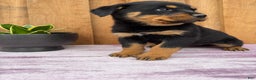 Rottweiler dogs for sale: Raven - Ad 11