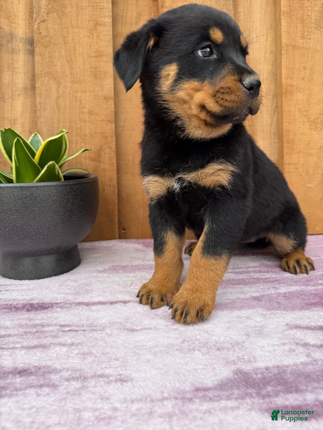Rottweiler dogs for sale: Raven - Ad 11