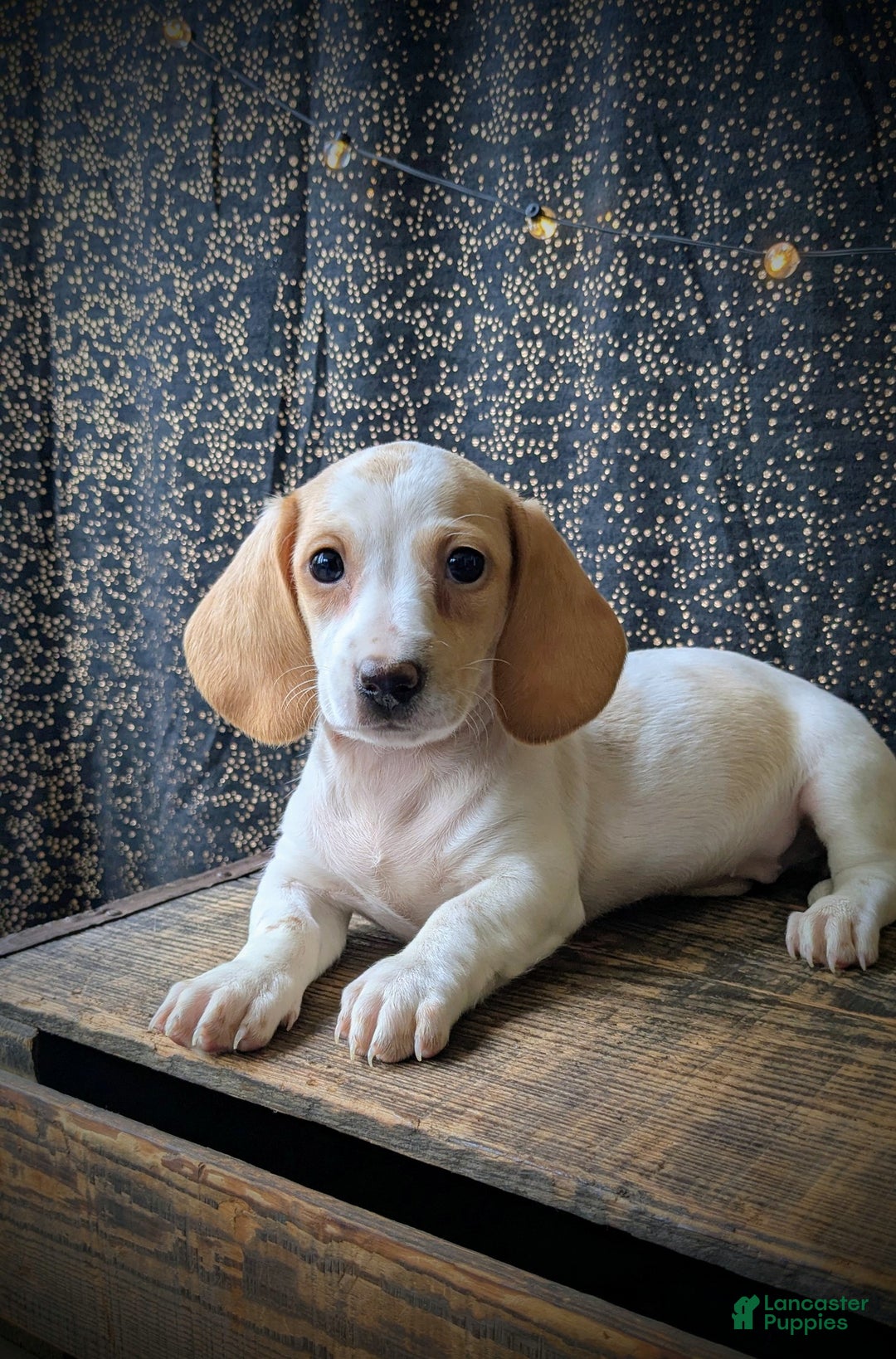 Dachshund dogs for sale: Tinsley  - Ad 6