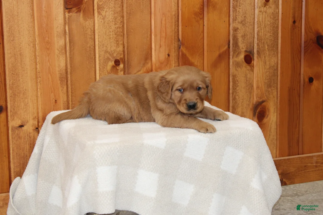 Golden Retriever dogs for sale: Comrade - Ad 6