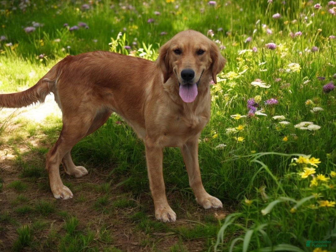 Golden Retriever dogs for sale: Frosty  - Ad 9
