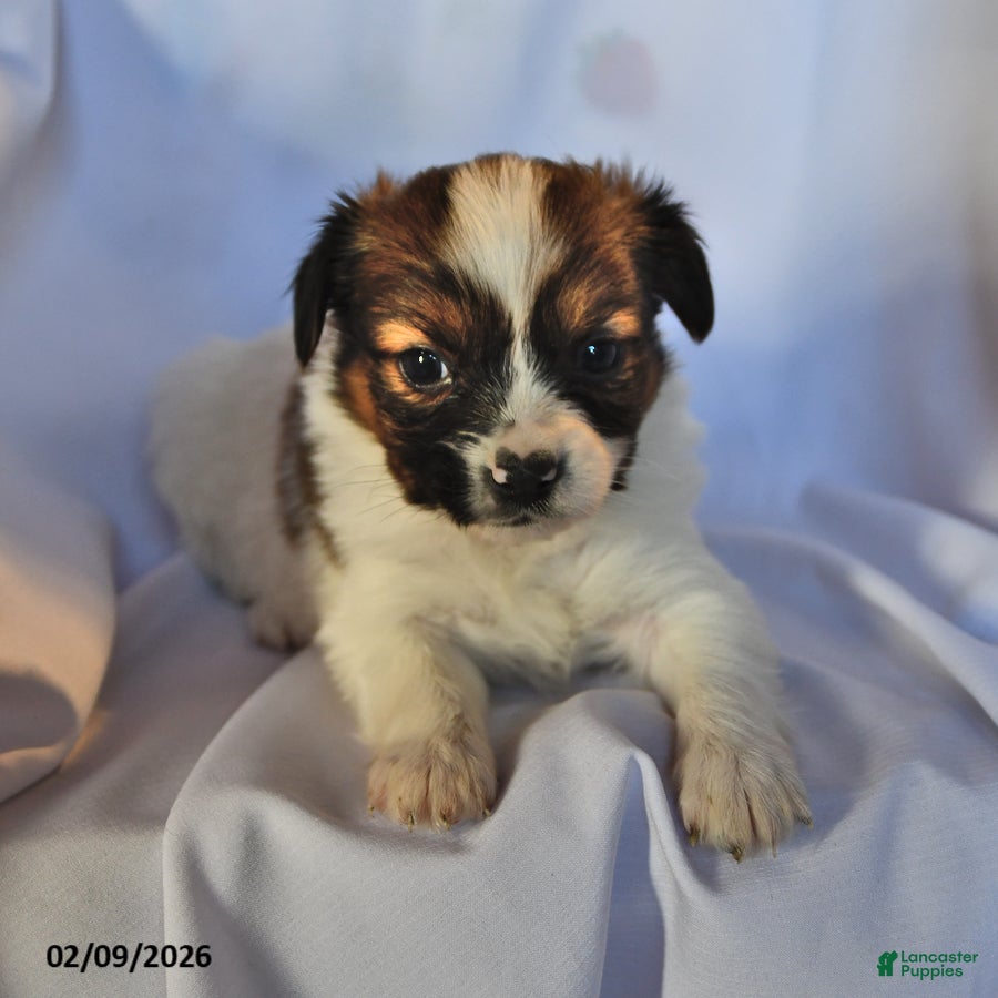 Papillon dogs Swallowtail - Ad 28