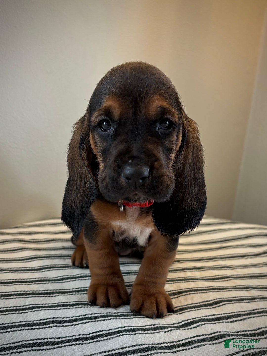 Basset Hound dogs for sale: Noelle - Ad 1