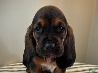 Basset Hound dogs Noelle - Ad 35