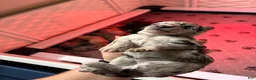 Labradoodle dogs for sale: Morticia - Ad 7
