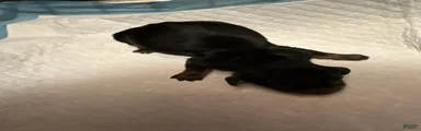 Miniature Dachshund Puppy 3