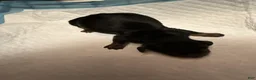 Miniature Dachshund dogs for sale: Miniature Dachshund Puppy 3 - Ad 1