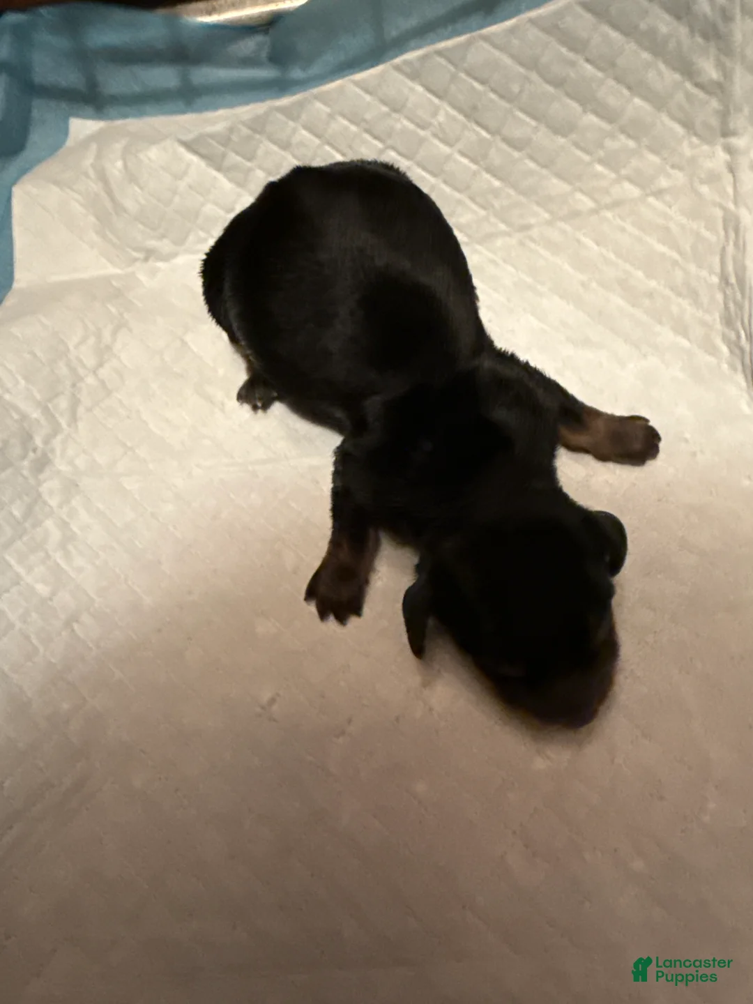 Miniature Dachshund dogs for sale: Miniature Dachshund Puppy 3 - Ad 1