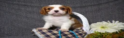 Cavalier King Charles Spaniel dogs for sale: Baxter - Ad 6