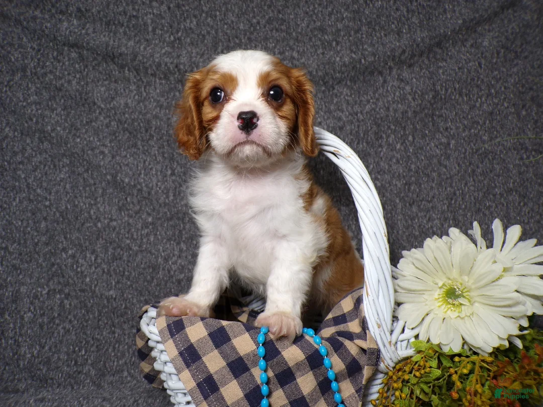 Cavalier King Charles Spaniel dogs for sale: Baxter - Ad 6