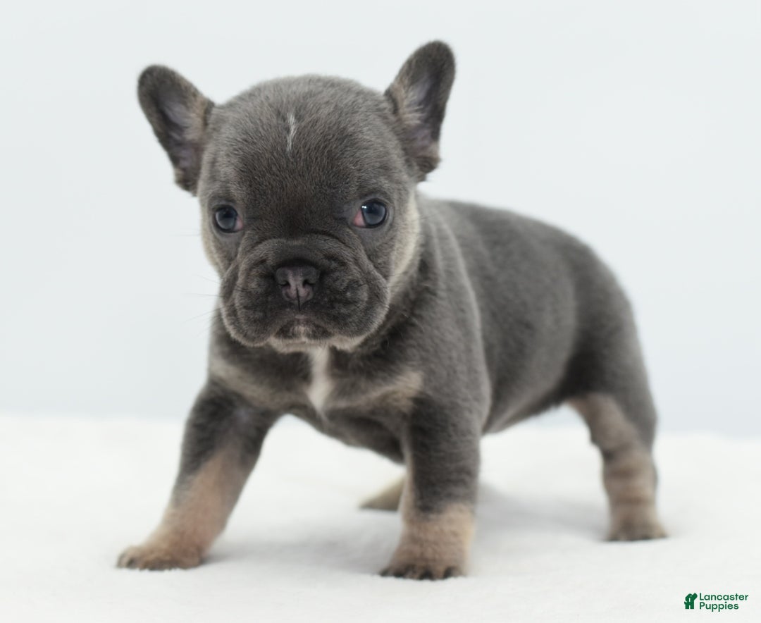 Mixed Breed dogs for sale: Queen lilac tricolor  - Ad 5