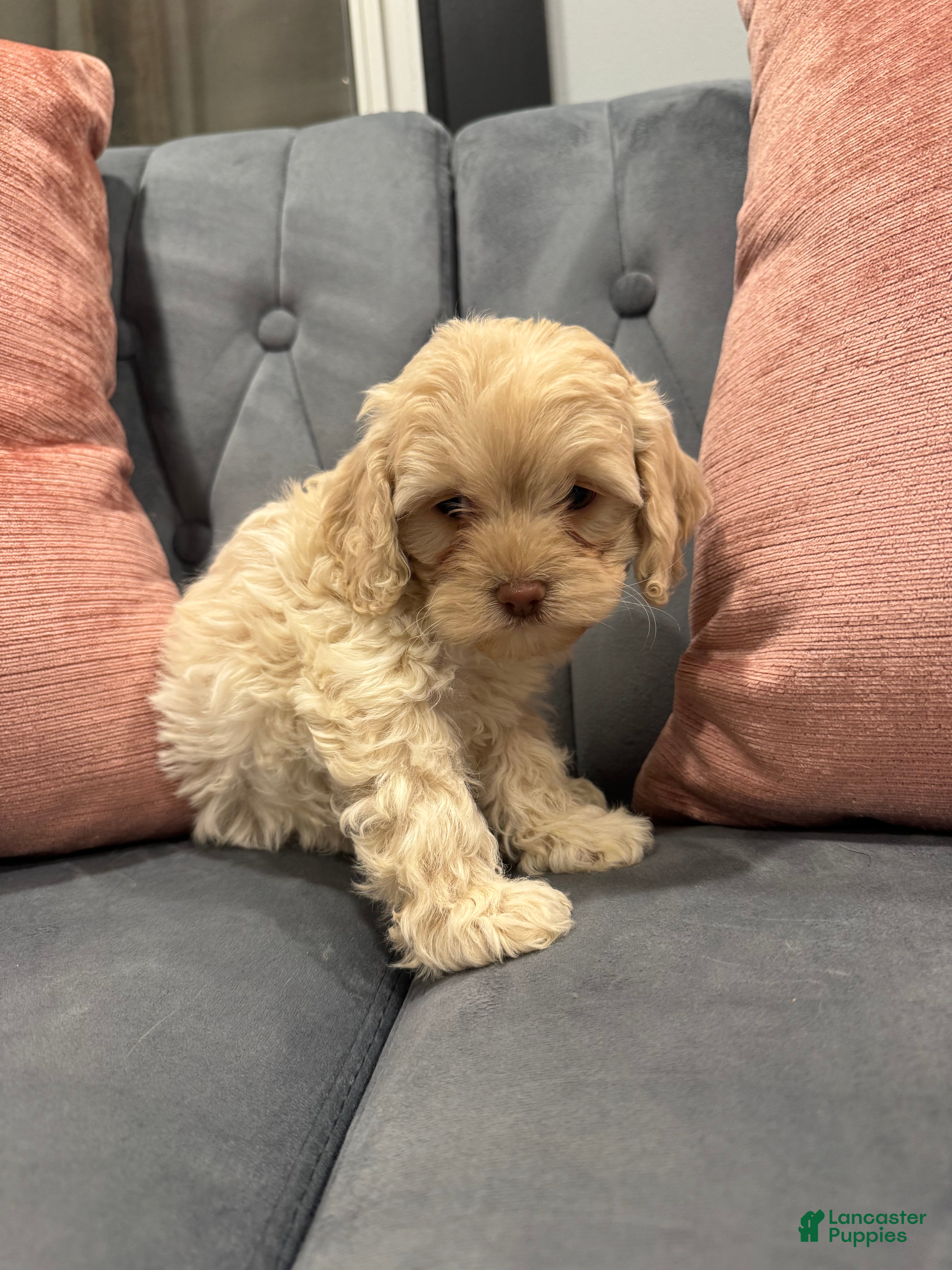 Mini Goldendoodle dogs Martha - Ad 31