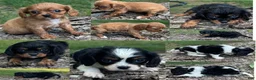 Cavalier King Charles Spaniel dogs for sale: Cavalier King Charles Spaniel 3 - Ad 3