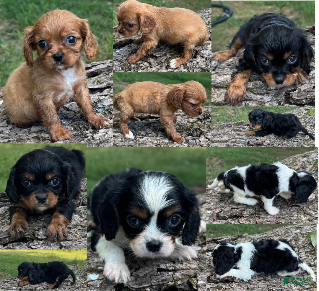 Cavalier King Charles Spaniel dogs for sale: Cavalier King Charles Spaniel 3 - Ad 3