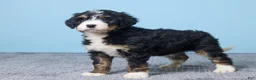Bernedoodle dogs for sale: Heidi - Ad 4