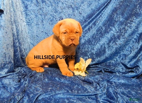 Dogue De Bordeaux dogs Dogue De Bordeaux Puppy Bear - Ad 1