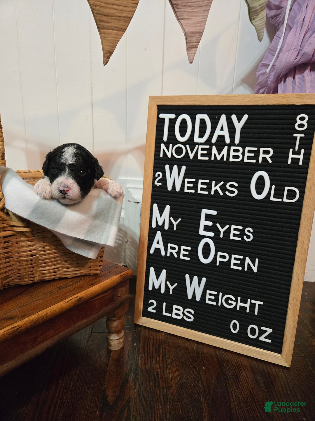 Mixed Breed dogs for sale: Asher - Ad 9